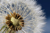 Groes und Kleines aus der Natur